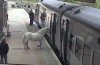 a-horse-tries-to-board-a-train-at-wrexham-773977073.jpg