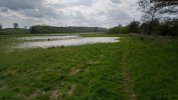 Water Meadow 2 reduced.jpg