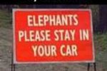elephants1.jpg