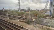 BUDDLEIA BUSES AT CANTON.jpeg