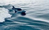 thumbnail_IMG_9080.jpg