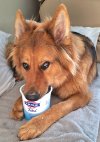 Chase_YoghurtScoffer.jpg