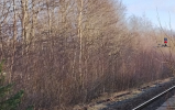 Trees growing in a disused railway track, a red signal is visible.
