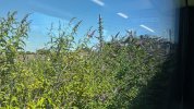 BUDDLEIA AT CANTON DEPOT.jpeg