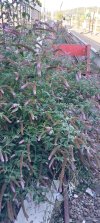 Caerphilly Buddleia by buffers.jpg
