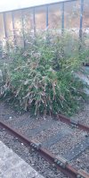 Caerphilly Buddleia.jpg