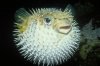 Puffer Fish.jpg