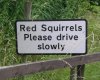 slowSquirrels.jpg