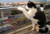 Trainspotting Cat 47.JPG