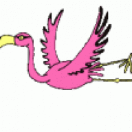 Flamingo