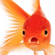 TheGoldfish