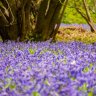 bluebells