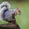 That1Squirrel