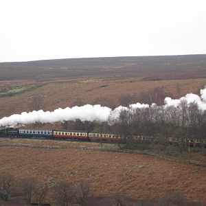 nymr 75029