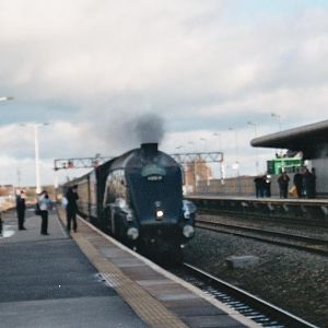 bittern at swindon