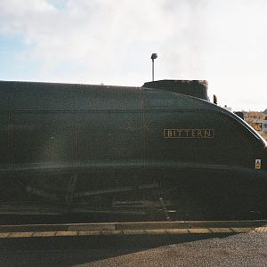 bittern at swindon