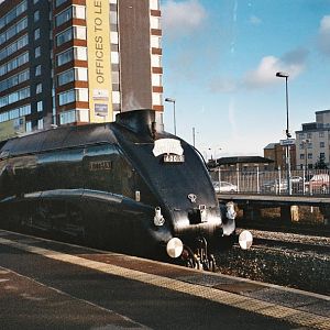 bittern at swindon