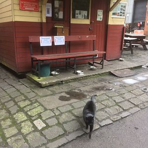 Grosmont Shed Cat