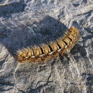 Caterpillar.jpg