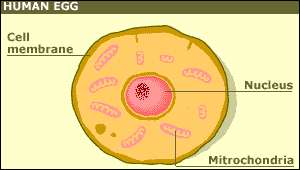 _40777426_mitochondria.jpg