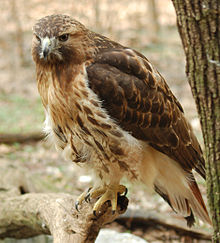 220px-Red-tailed_Hawk_Buteo_jamaicensis_Full_Body_1880px.jpg